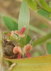 Indigofera spicata