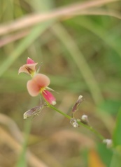 Indigofera spicata