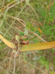 Indigofera spicata