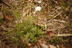 Allittia uliginosa