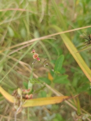 Indigofera spicata