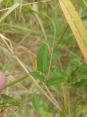 Indigofera spicata