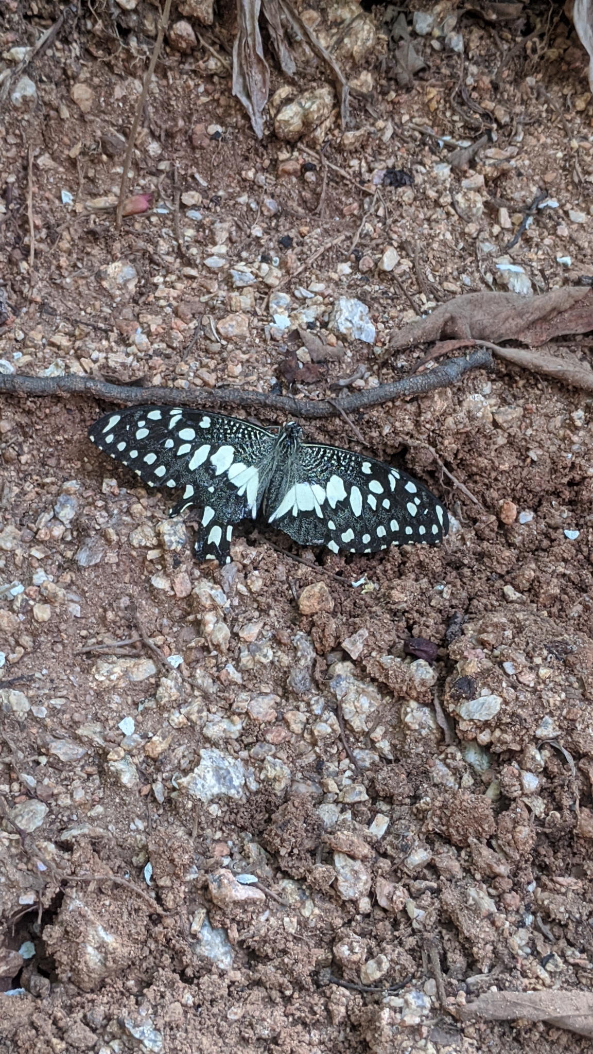 Lime Swallowtail
