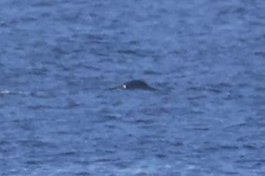 Sperm whale
