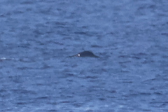 Sperm whale