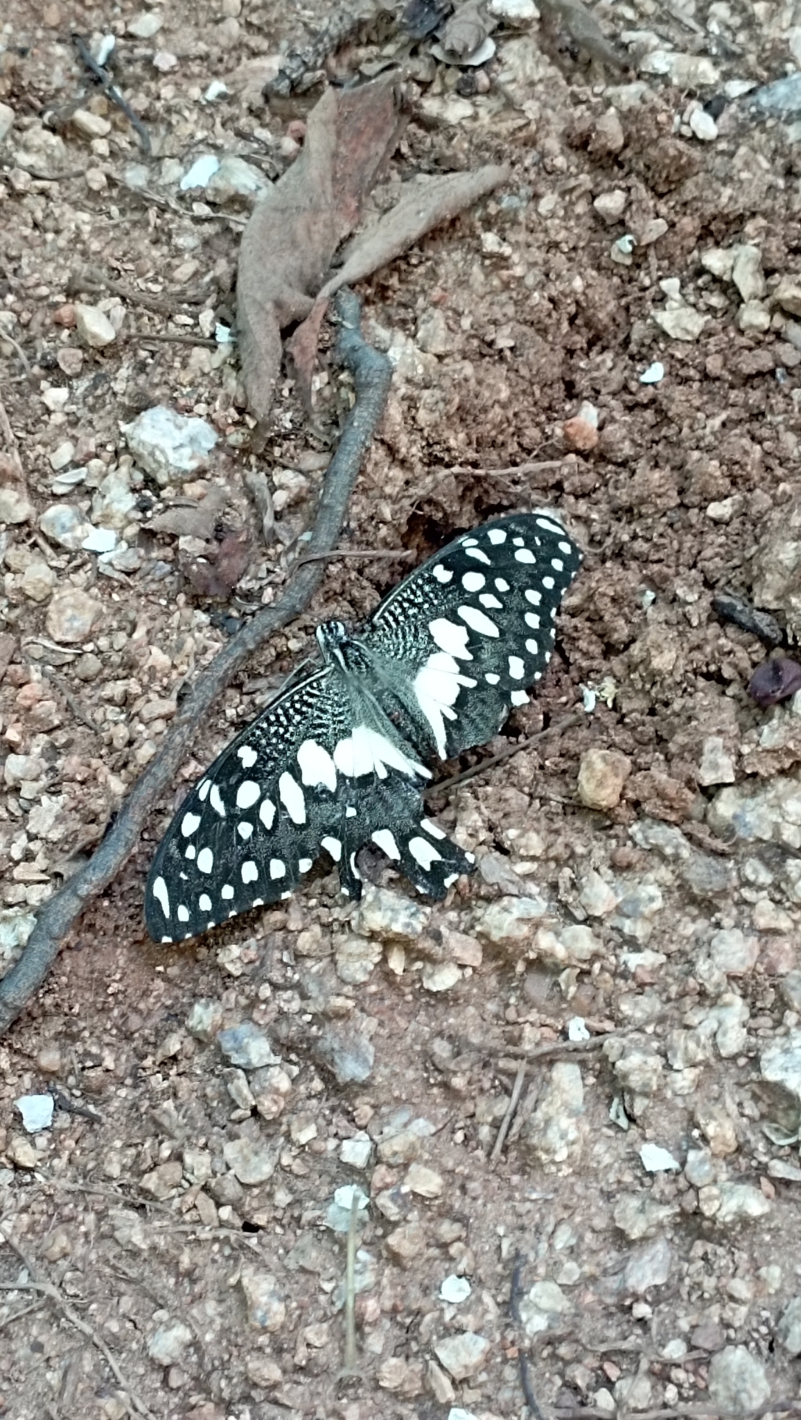 Lime Swallowtail