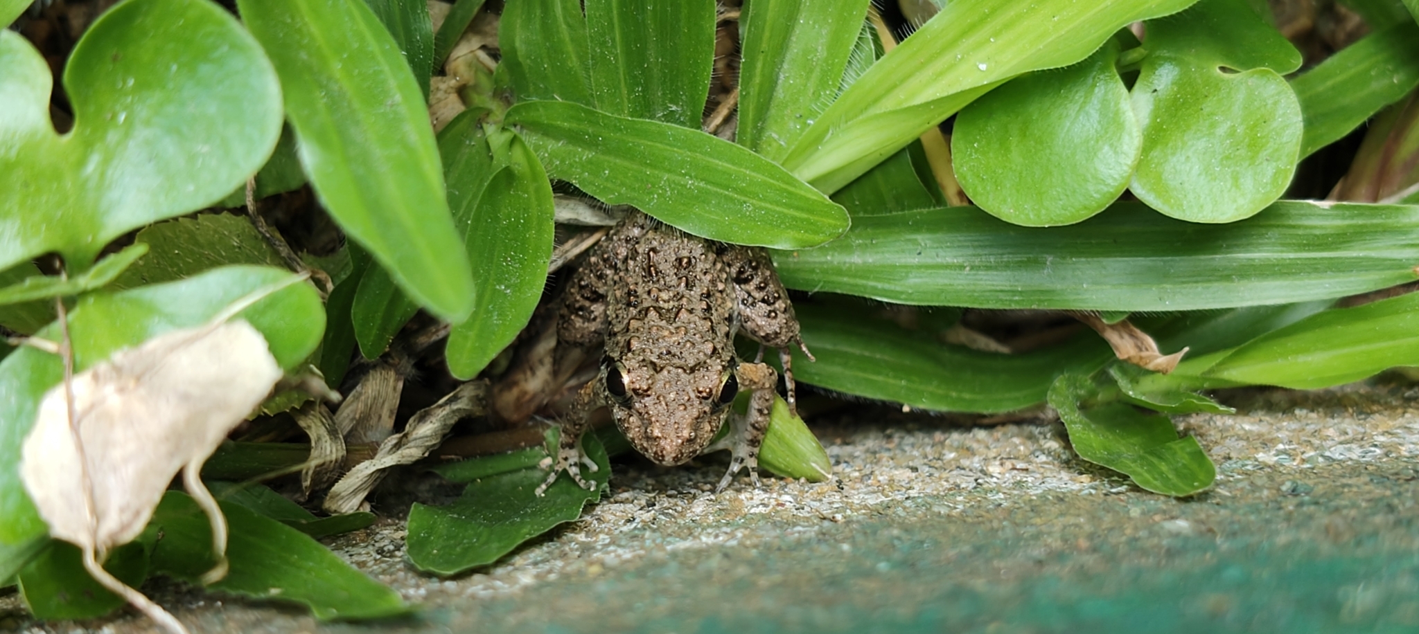 Granular Cricket Frog