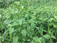 Acalypha indica indica