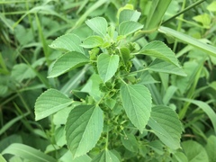 Acalypha indica indica