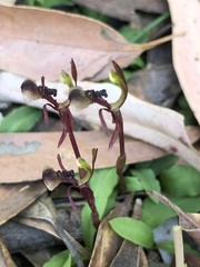 Chiloglottis formicifera