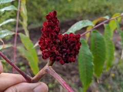 Rhus × borealis