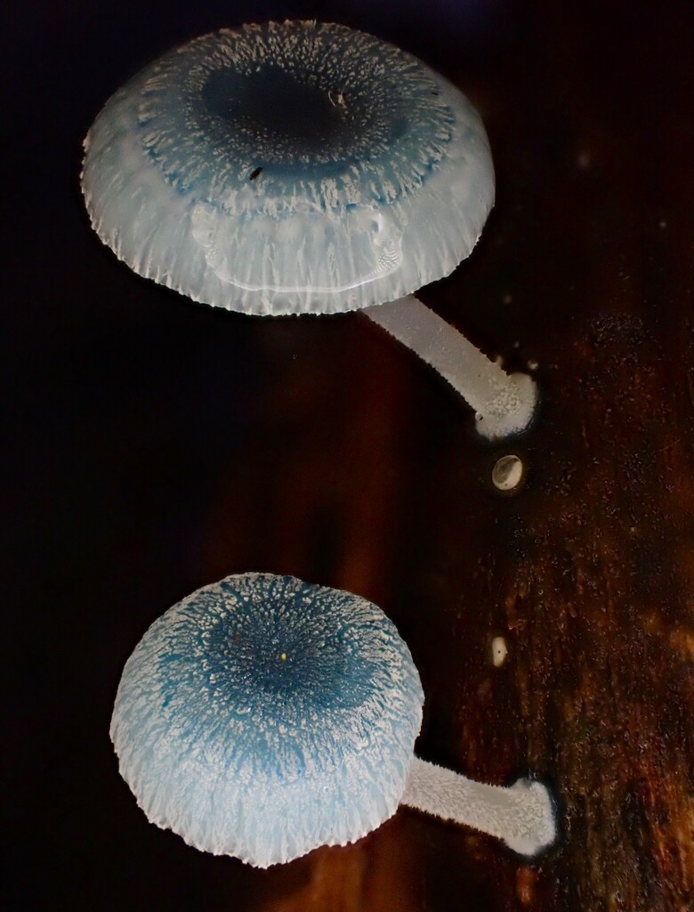 Mycena interrupta · May 2025 · photo: © beau_meister (iNaturalist, cc-by)