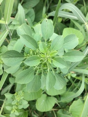 Acalypha indica indica