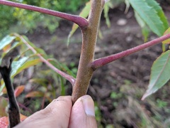 Rhus × borealis