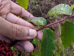 Rhus × borealis