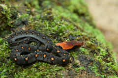 Blossom Krait photo 2