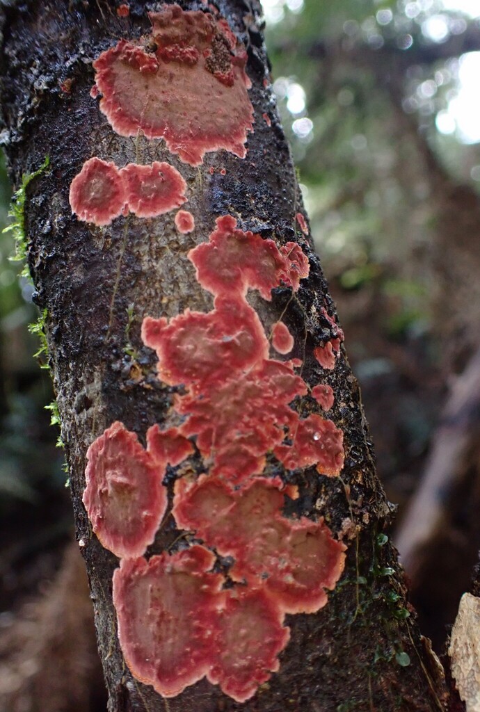 Hymenochaete cruenta · May 2025 · photo: © beau_meister (iNaturalist, cc-by)
