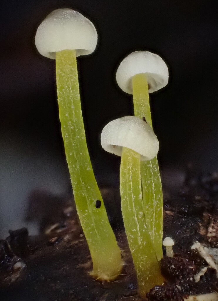 Mycena epipterygia · May 2025 · photo: © beau_meister (iNaturalist, cc-by)