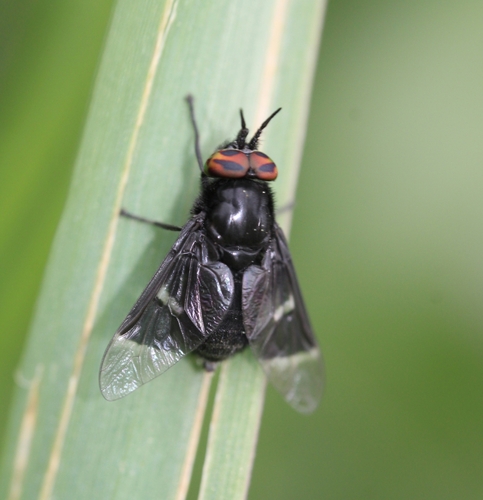 Benign Deer Fly photo 3