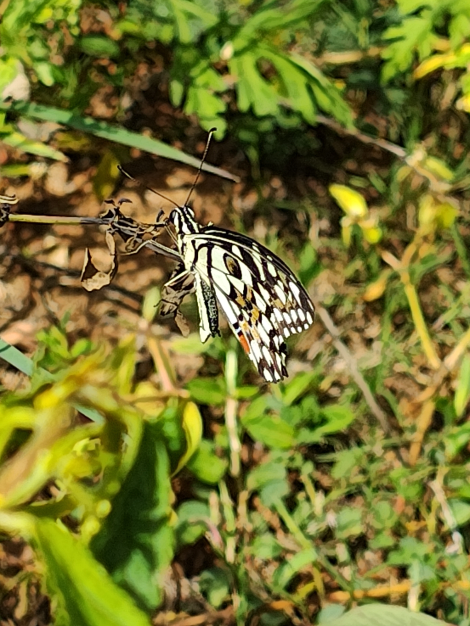 Lime Swallowtail