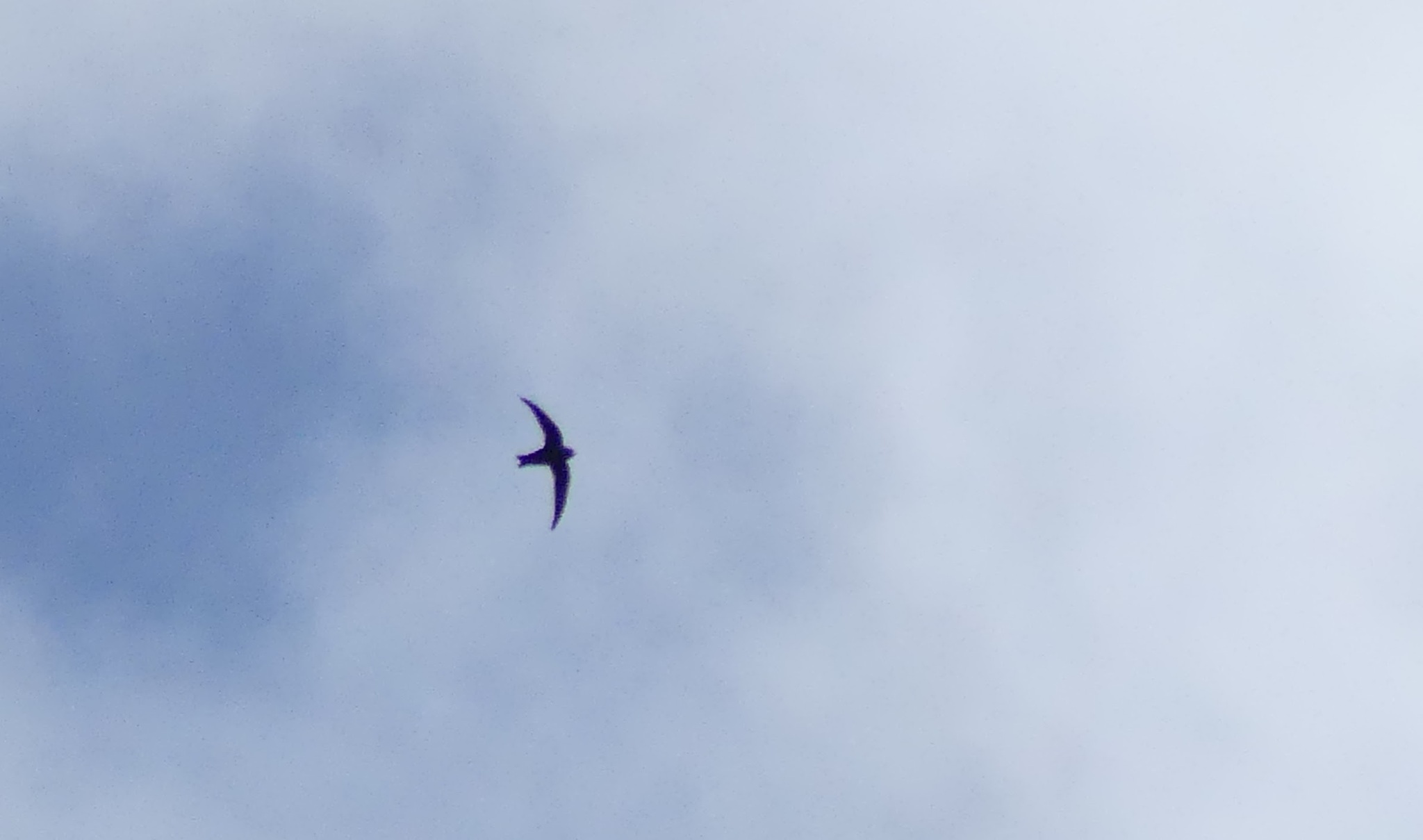 American Black Swift (Cypseloides niger), photo 10