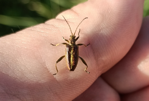 Zircon Reed Beetle