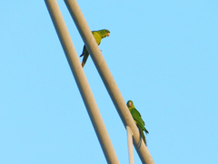 Psittacara holochlorus