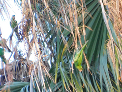 Psittacara holochlorus