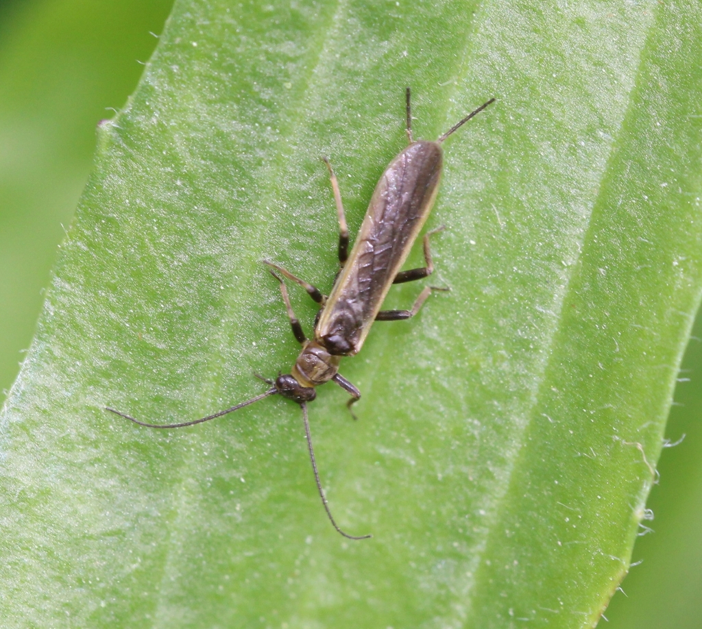 Least Stripetail