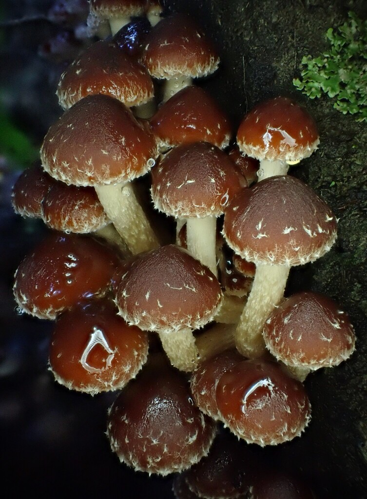 Hypholoma brunneum · May 2025 · photo: © beau_meister (iNaturalist, cc-by)