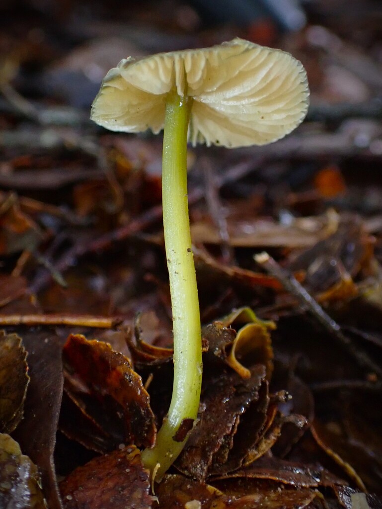 Entoloma rodwayi
