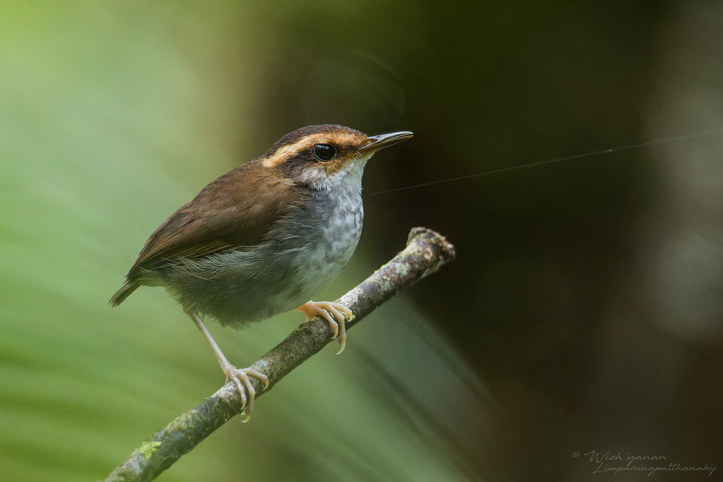Bornean Stubtail