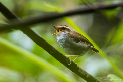 Bornean Stubtail photo 2