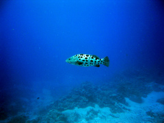 Epinephelus tukula