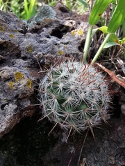 Mammillaria jaliscana jaliscana