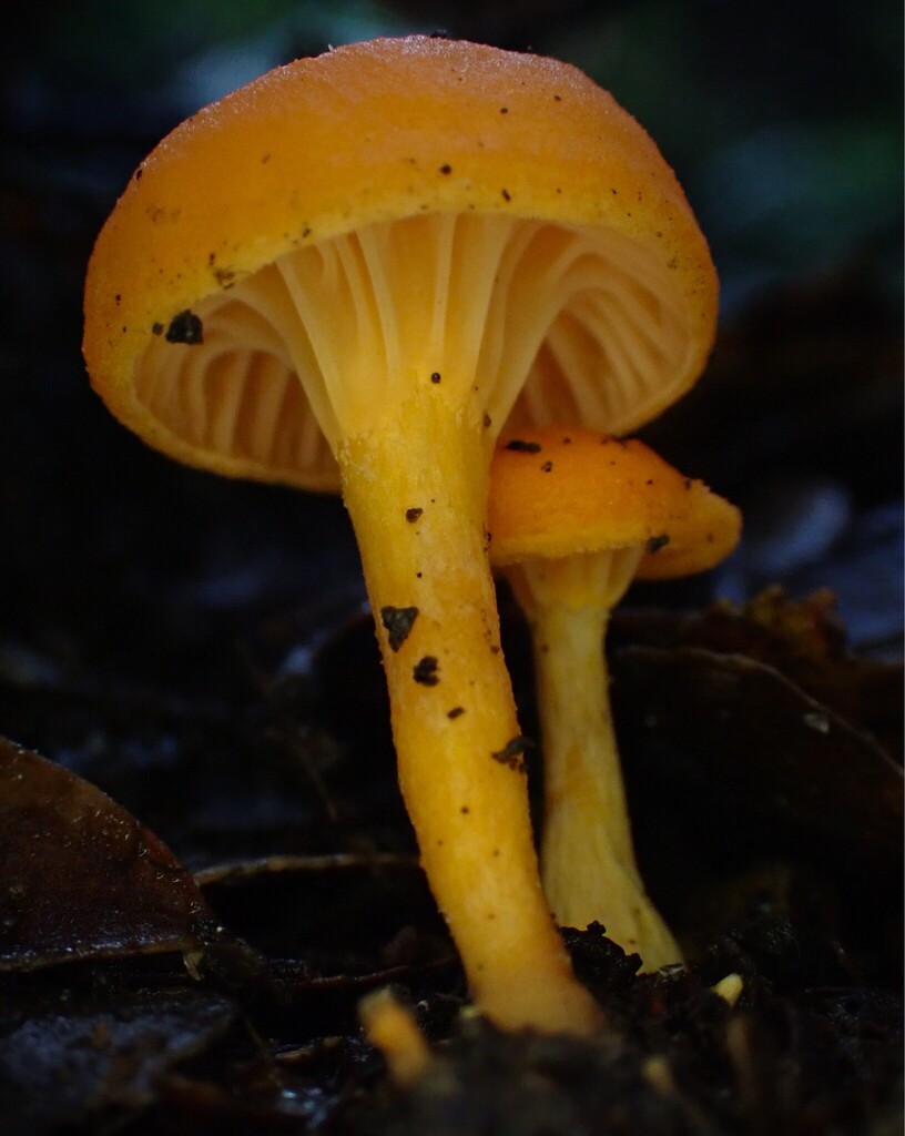 Cantharellus concinnus · May 2025 · photo: © beau_meister (iNaturalist, cc-by)