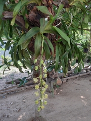 Aerides
