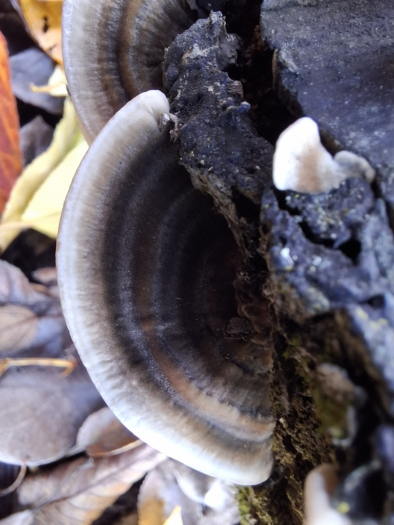 Trametes versicolor · June 2025 · photo: © armillariabianca (iNaturalist, cc0)