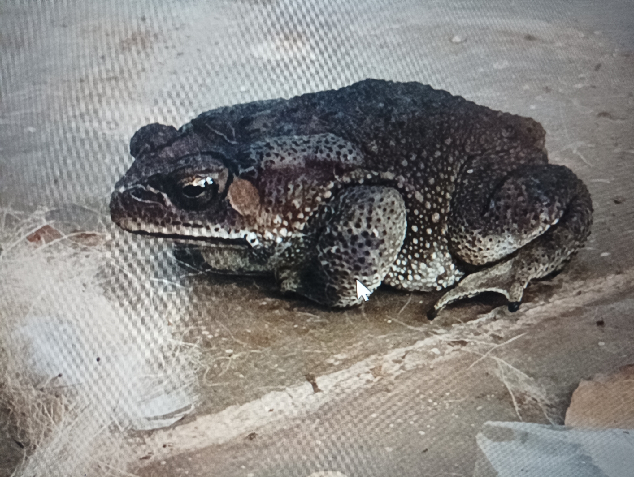 Indian Common True Toad