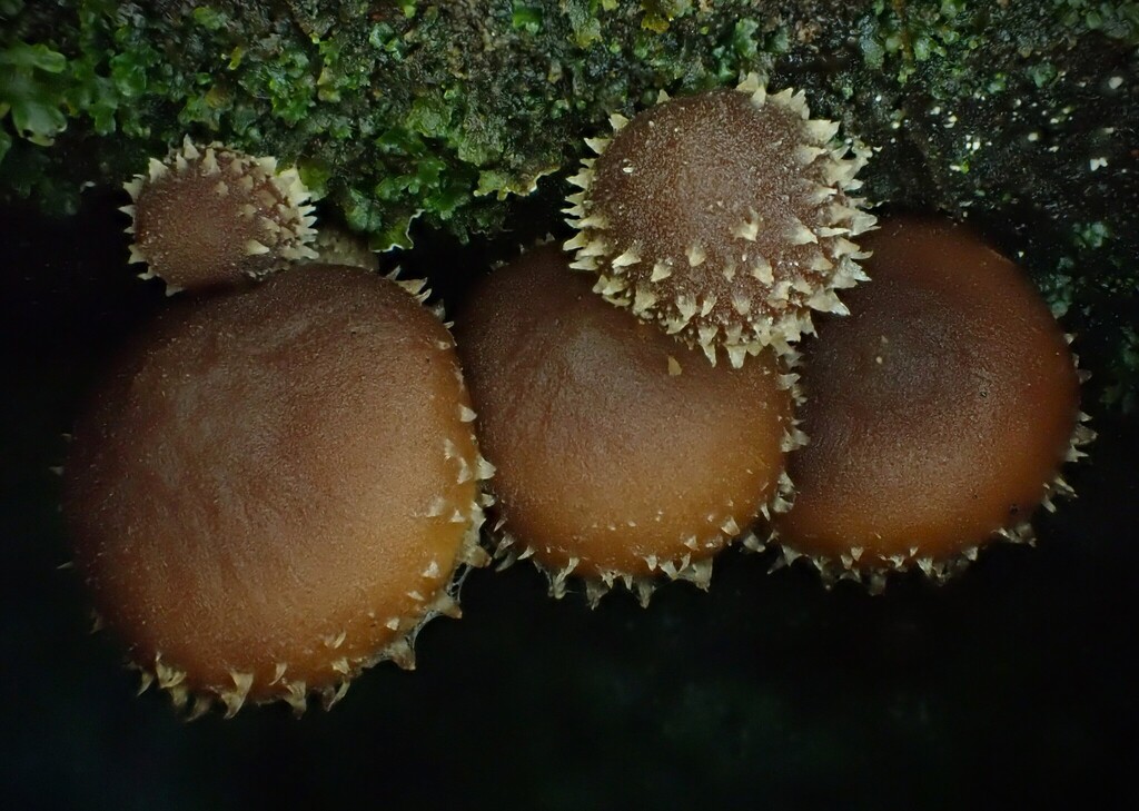 Psathyrella echinata · May 2025 · photo: © beau_meister (iNaturalist, cc-by)