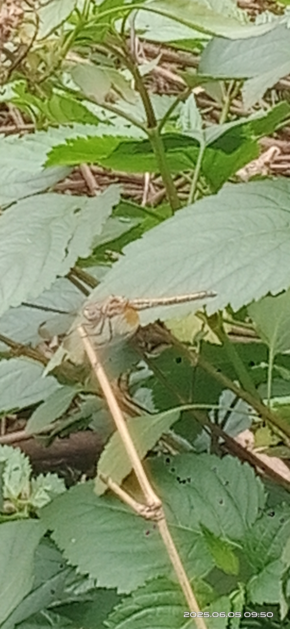 Crimson Marsh Glider