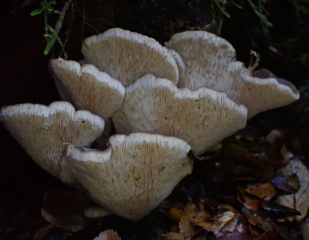 Grifola colensoi · May 2025 · photo: © beau_meister (iNaturalist, cc-by)