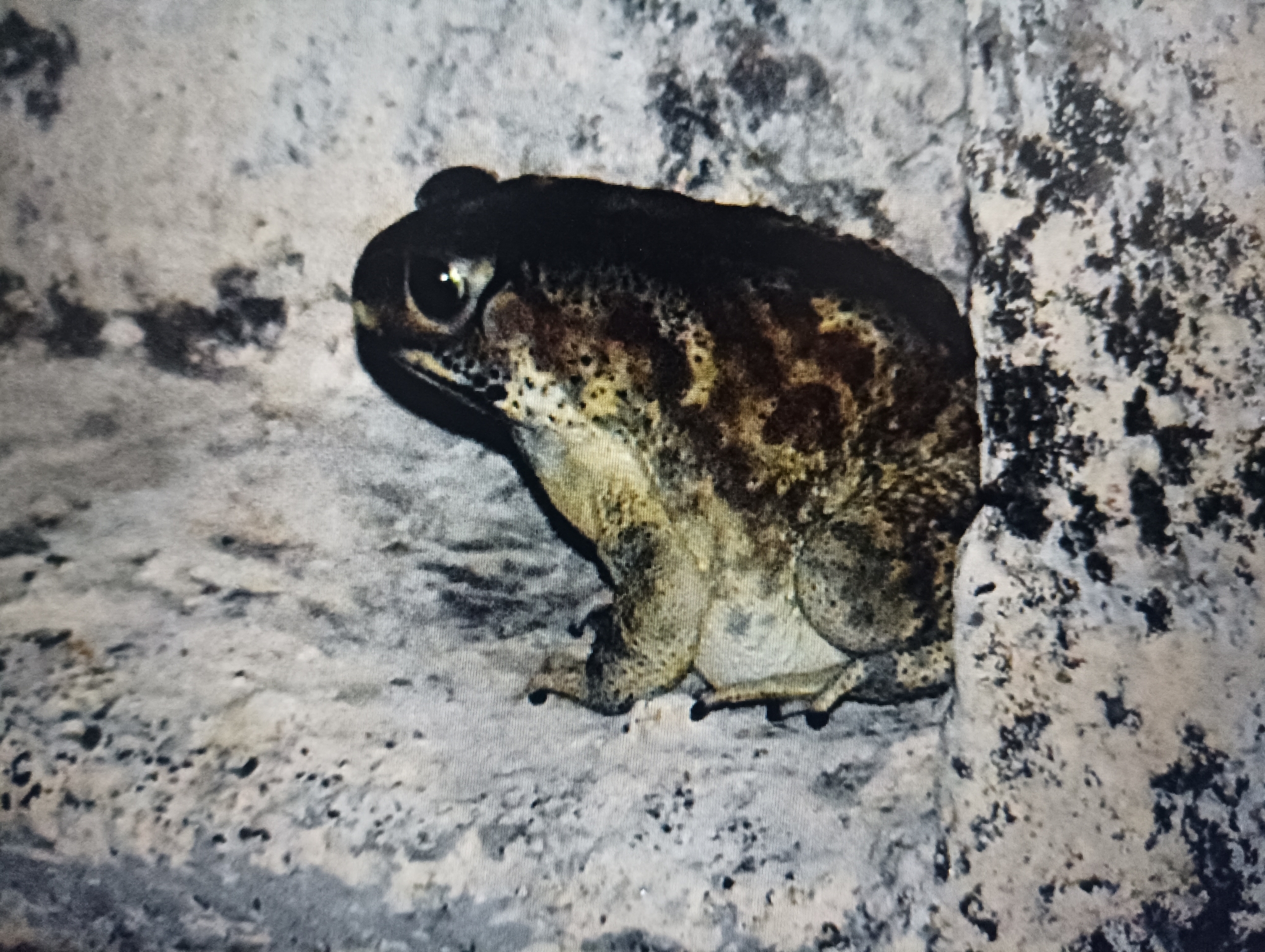 Indian Common True Toad