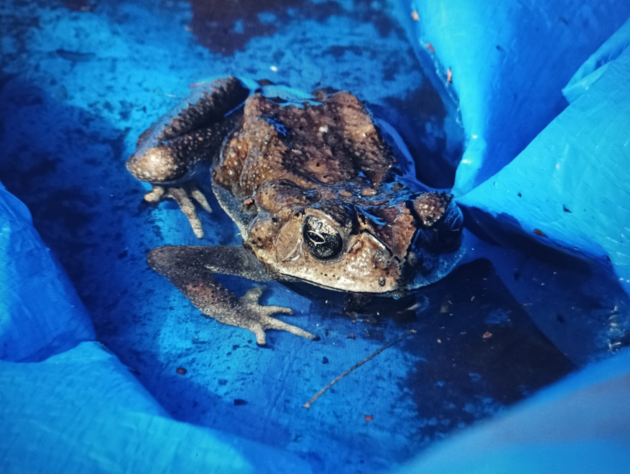 Indian Common True Toad