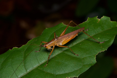 Scytoceroides ceylonensis