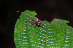Acalolepta rusticatrix