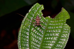 Acalolepta rusticatrix