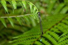 Platysticta serendibica