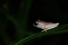 Leaf-Dwelling Shrub Frog photo 5