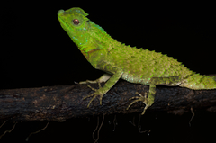 Lyriocephalus scutatus